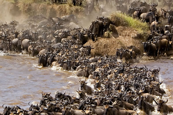 Great Wildebeest Migration safari in Serengeti Tanzania
