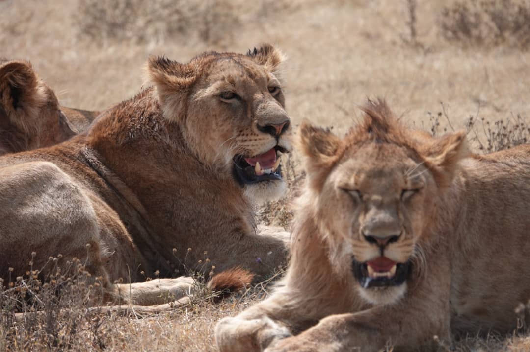 Three day luxury fly in fly out Tanzania safari