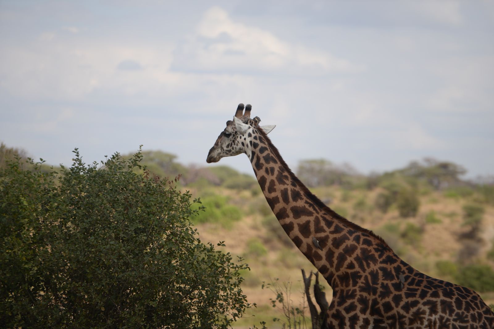 Six day Tanzania mid range safari package