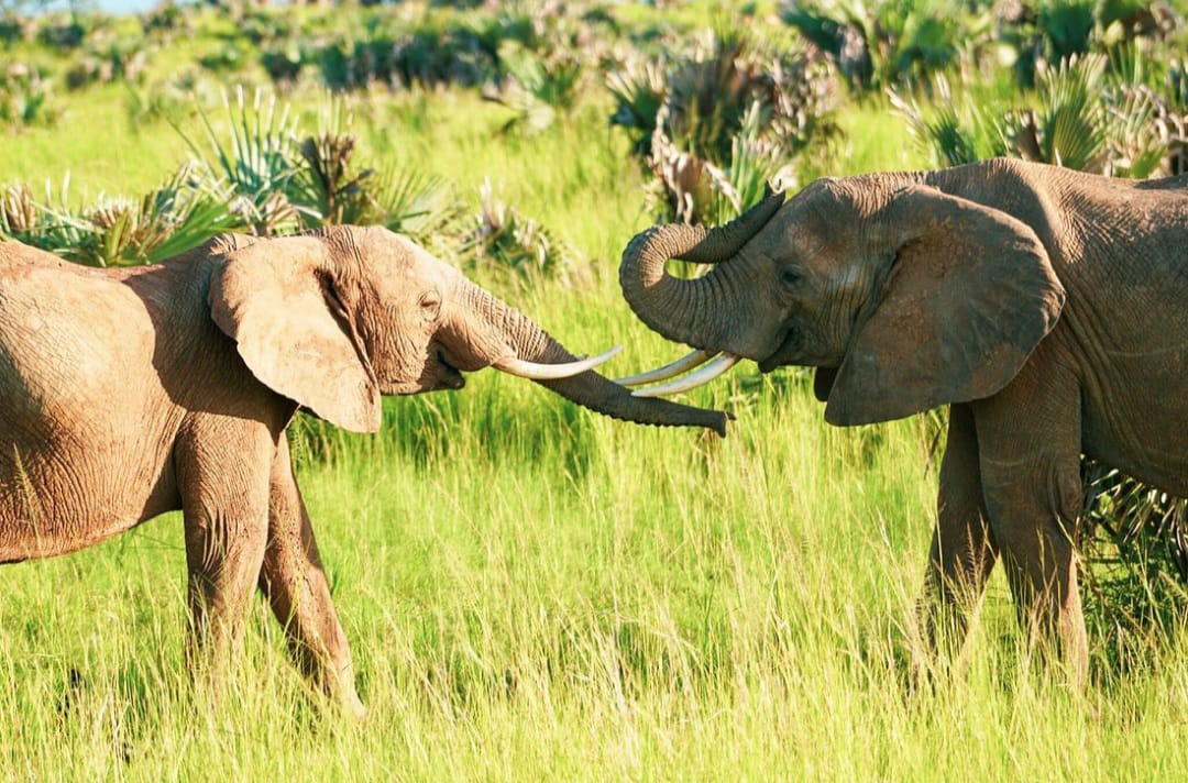Two day Tarangire and Ngorongoro Crater safari from Zanzibar