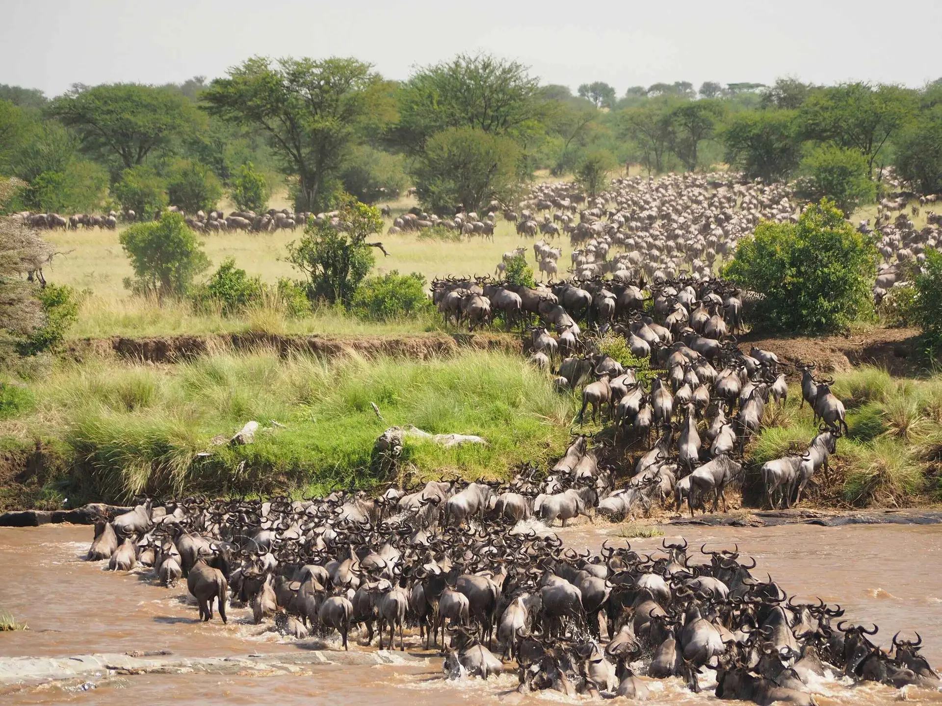 Four day Tanzania migration calving season safari