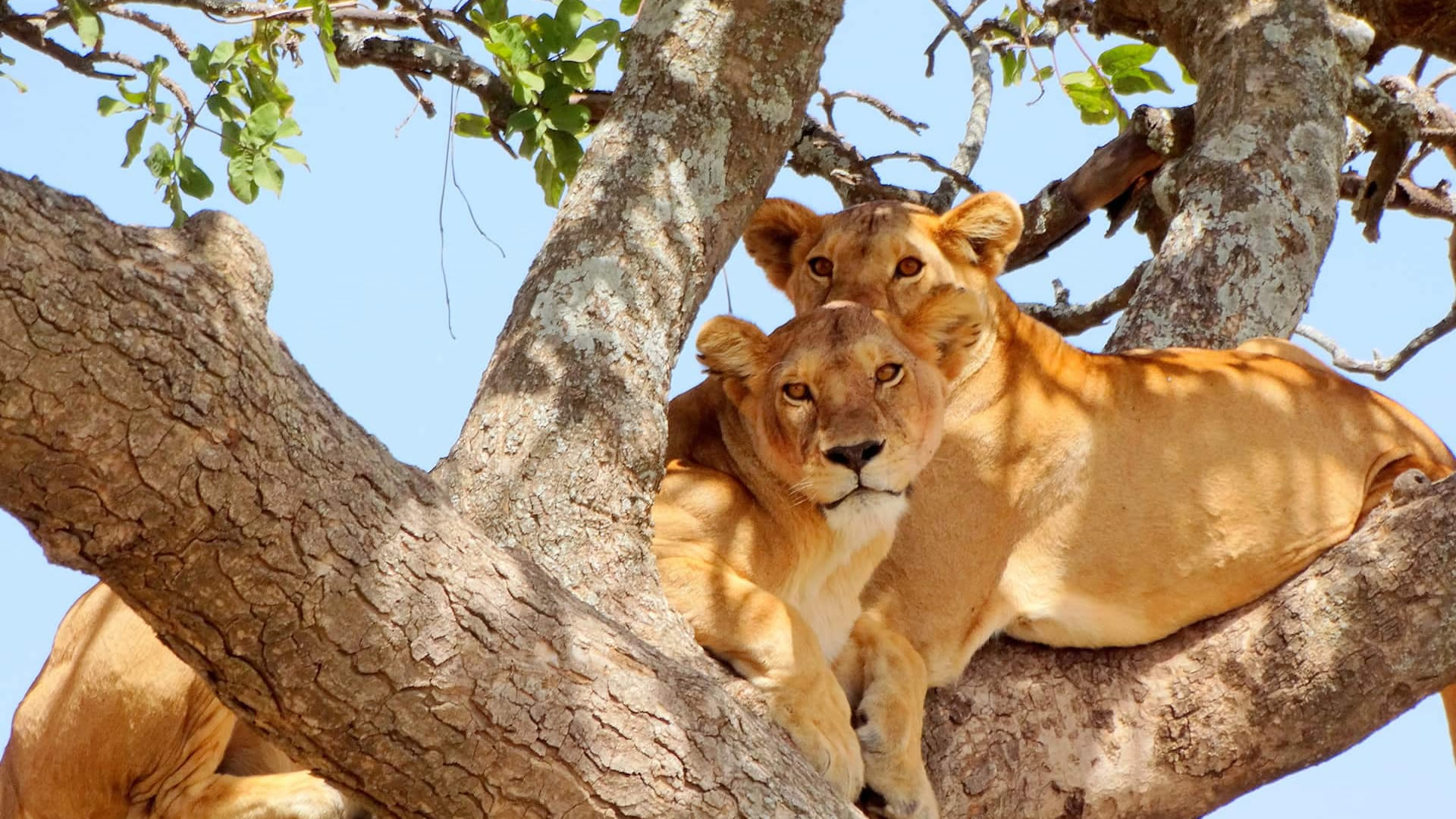 Nine day African Big Five budget safari in Tanzania