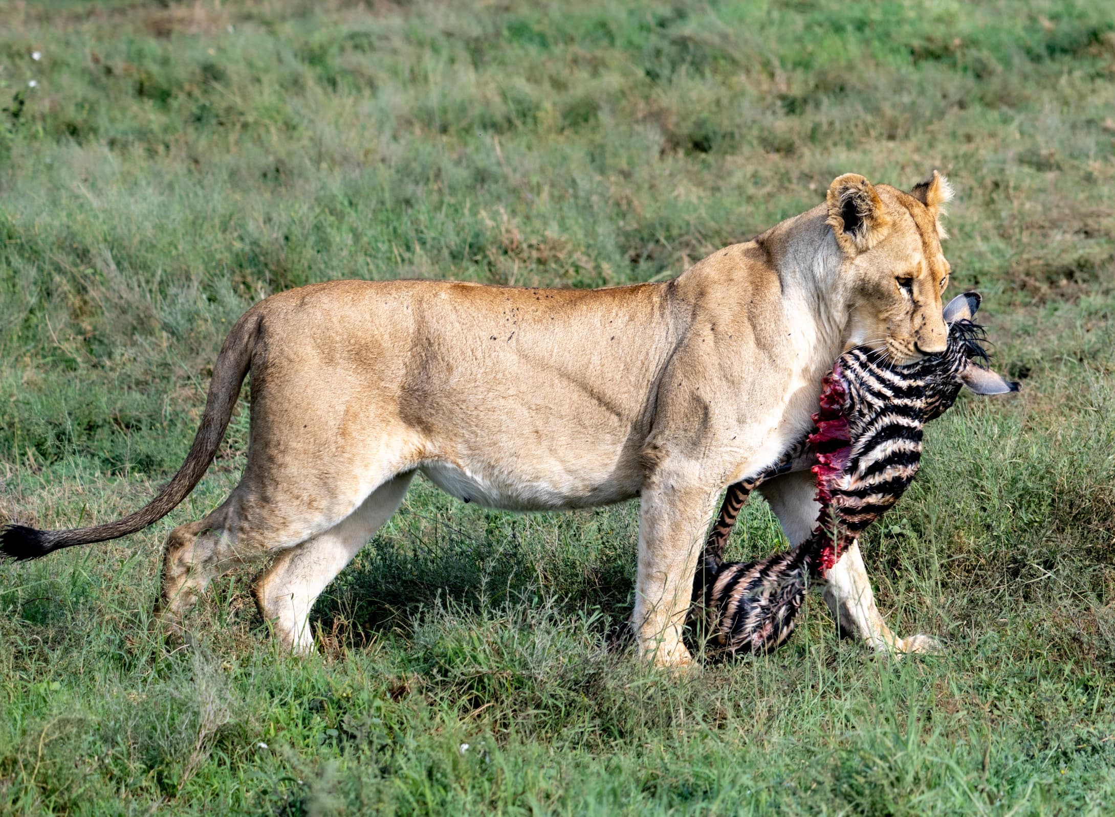 Private Tanzania wildlife safari in Serengeti and Ngorongoro