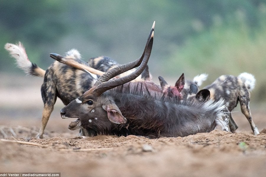 Private Tanzania wildlife safari in Serengeti and Ngorongoro
